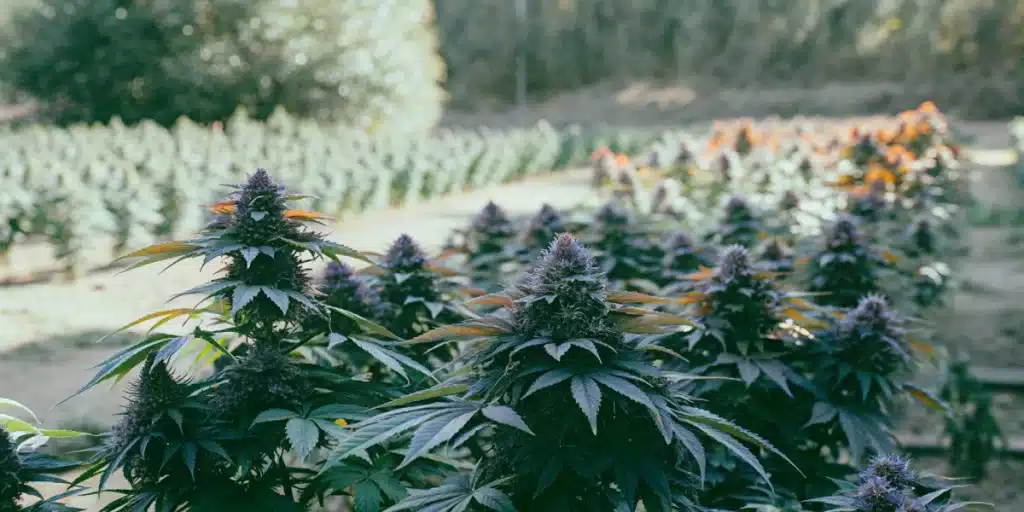 Outdoor field of Auto Purple Gelato cannabis plants with deep purple buds under natural light.