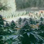 Outdoor field of Auto Purple Gelato cannabis plants with deep purple buds under natural light.