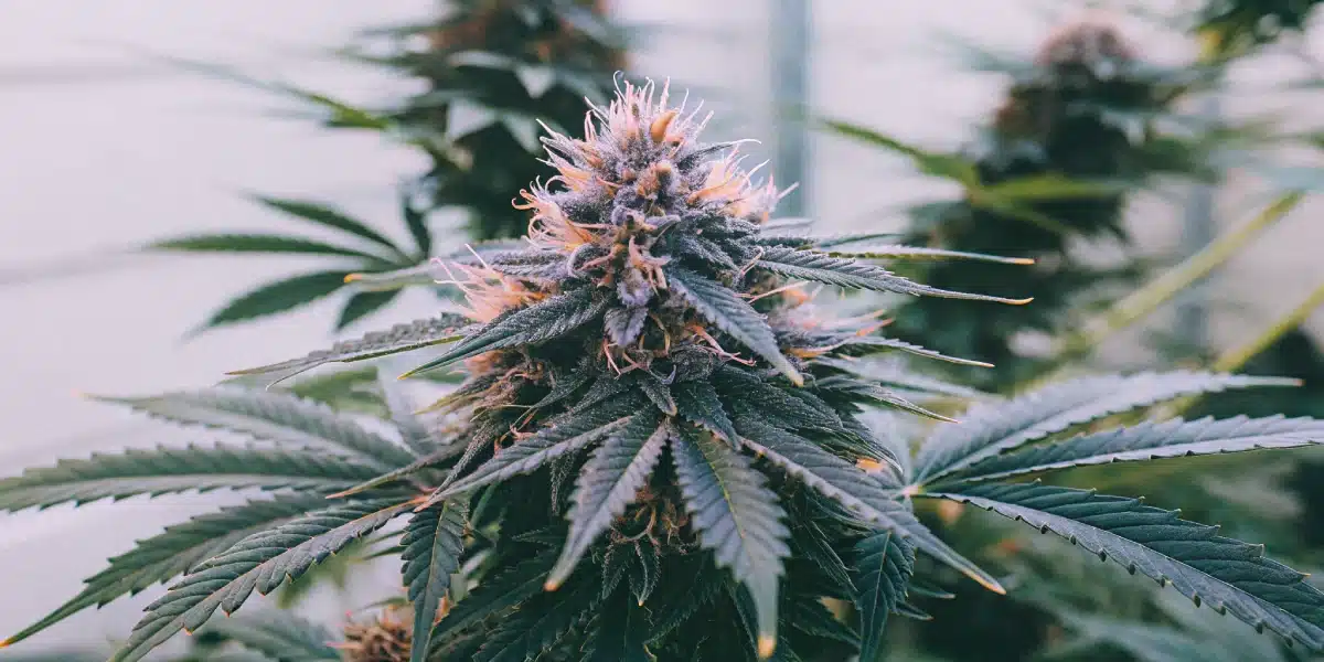 Close-up of a Purple Kush Auto cannabis bud with trichomes and vibrant orange pistils.