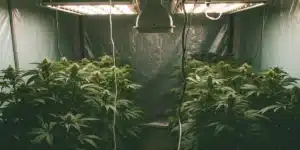 Indoor cannabis grow setup with multiple Red Skunk Kush Autoflower plants under bright ceiling lights