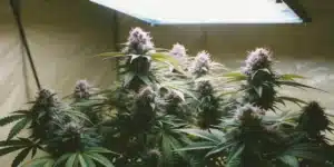 Sherbet Autoflower Strain plants in full bloom under bright grow lights in a reflective indoor grow tent