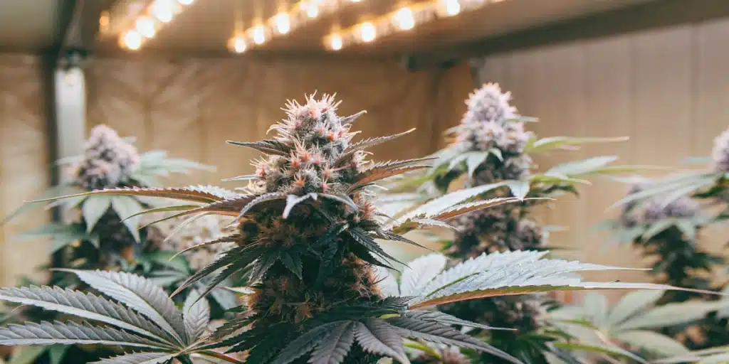 Detailed view of a mature Skunk Fast Version bud, displaying frosty trichomes and colorful sugar leaves