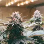 Detailed view of a mature Skunk Fast Version bud, displaying frosty trichomes and colorful sugar leaves