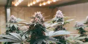 Detailed view of a mature Skunk Fast Version bud, displaying frosty trichomes and colorful sugar leaves