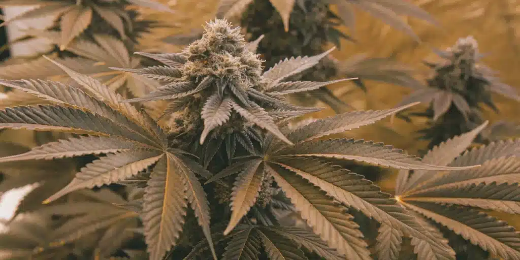 Close-up of a dense cannabis bud with light brown/orange pistils and dark leaves, from the Skunk x Northern Lights FV strain.