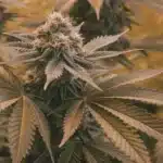 Close-up of a dense cannabis bud with light brown/orange pistils and dark leaves, from the Skunk x Northern Lights FV strain.