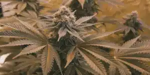 Close-up of a dense cannabis bud with light brown/orange pistils and dark leaves, from the Skunk x Northern Lights FV strain.