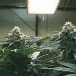 Fully developed Strawberry Banana Weed Strain colas under bright LED grow lights in an indoor setup