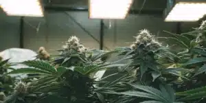Fully developed Strawberry Banana Weed Strain colas under bright LED grow lights in an indoor setup