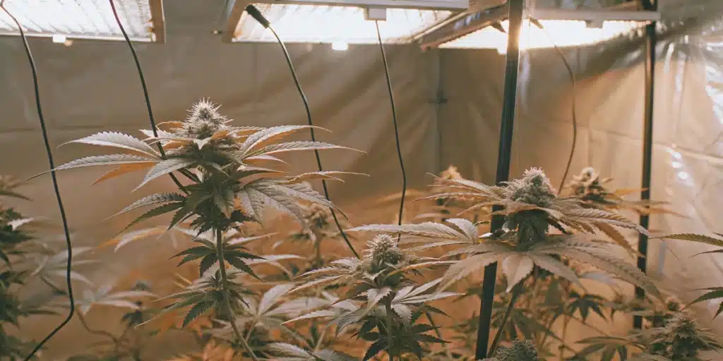 Indoor Sweet Zombie Auto Fem plants with full colas developing under bright grow lights in a tent setup