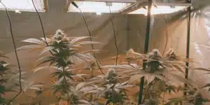 Indoor Sweet Zombie Auto Fem plants with full colas developing under bright grow lights in a tent setup