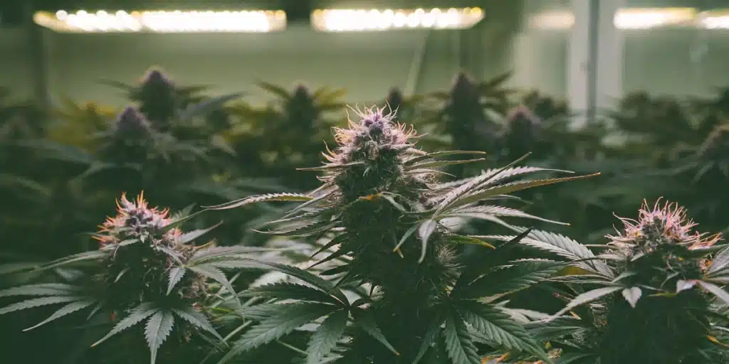 Purple-tinged Tropicana Cookies Purple Autoflower Strainbuds under bright grow lights in a dimly lit indoor cultivation are