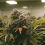 Indoor Wedding Cake Regular Strain plants with dense, frosty buds and vibrant leaves growing under controlled lighting