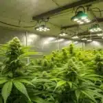 Dense White Widow Northern Lights Strain plants thriving under bright LED grow lights in a spacious, controlled indoor environment