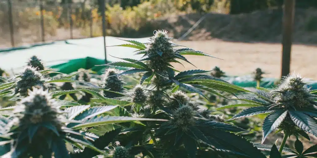 Row of Strawberry Cheese Auto plants thriving in an outdoor cannabis garden under natural sunlight.