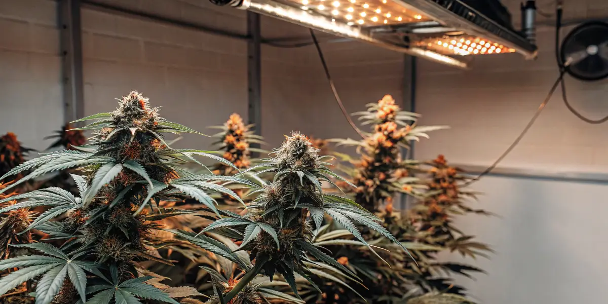 Hyper-realistic indoor cannabis grow room with prominent cannabis buds displaying orange pistils, under bright overhead lights.