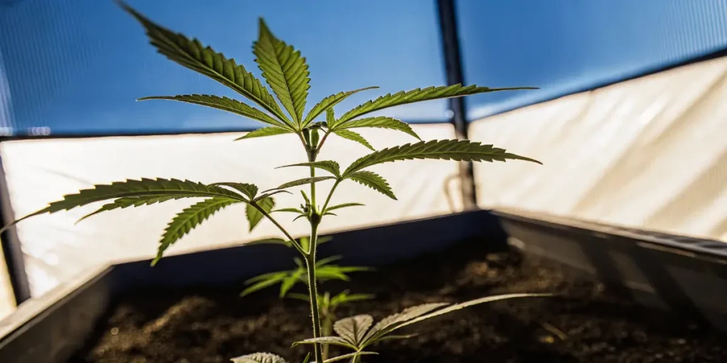 Hyper-realistic image of a young green cannabis plant in soil, bathed in sunlight inside a greenhouse.