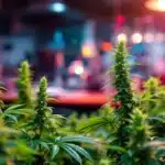 Tall cannabis plants growing indoors under artificial lights with a vibrant background.