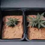 Close-up: two small cannabis seedlings in rectangular pots with sandy soil and dark liner, indoors.