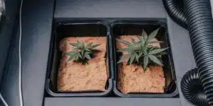 Close-up: two small cannabis seedlings in rectangular pots with sandy soil and dark liner, indoors.