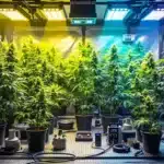 Best autoflower strains indoor growing under LED lights in a controlled environment