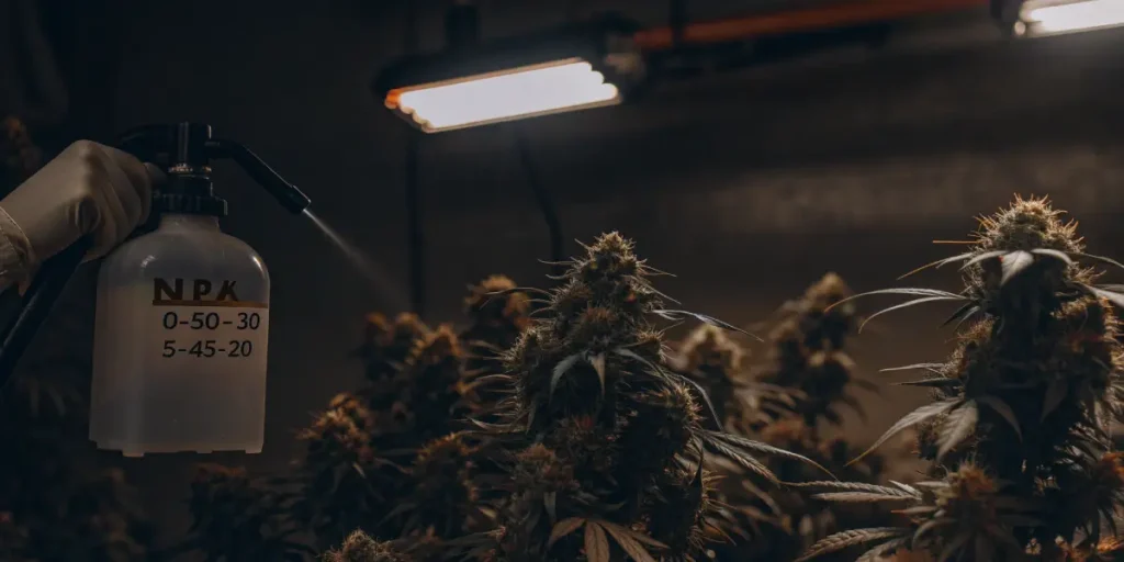 Hyper-realistic close-up of a hand spraying an NPK-labeled bottle onto vibrant flowering cannabis plants under grow lights, showing the numbers "0-50-30" and "5-45-20".