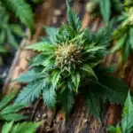 Close-up of fresh hemp plants, the source of CBD, used for hemorrhoid relief and anti-inflammatory benefits.