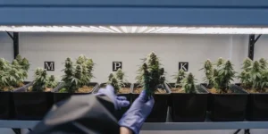 Gloved hands handling a cannabis plant in a row of potted cannabis plants labeled with "M," "P," and "K" under grow lights.