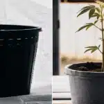 Hyper-realistic split scene: a black slotted pot on the left, and a cannabis plant in a grey pot on the right, backlit by sunlight through a window.