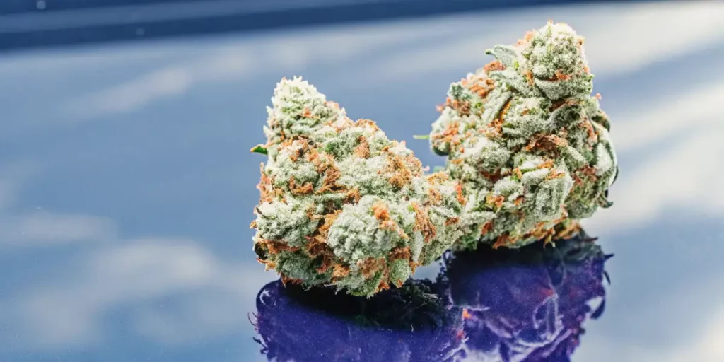 Close-up of a purple cannabis bud covered in frosty trichomes and orange pistils.