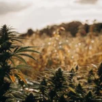 Cannabis plants in a field under rain, with sunlight breaking through dramatic clouds.