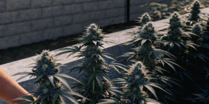 Hyper-realistic scene of cannabis plants thriving in a raised bed with concrete walls, against a brick wall.
