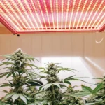 Hyper-realistic indoor cannabis cultivation: lush plants under a large, red-spectrum LED grow light.