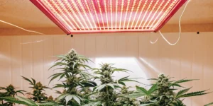 Hyper-realistic indoor cannabis cultivation: lush plants under a large, red-spectrum LED grow light.