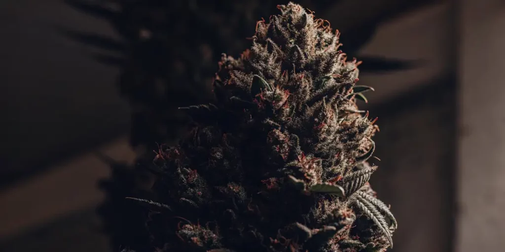 Close-up of a resinous cannabis bud with dark leaves, highlighted in low light.