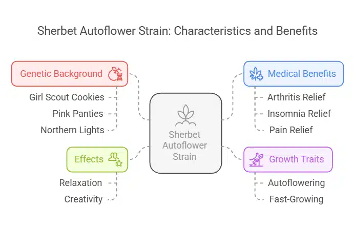 Diagram presenting details about Sherbet Autoflower Strain, covering genetics, effects, growth traits, and medical benefits