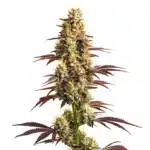 Super Boof Auto plant with vibrant green and purple buds.