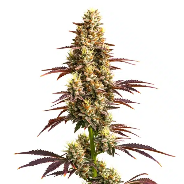 Super Boof Auto plant with vibrant green and purple buds.