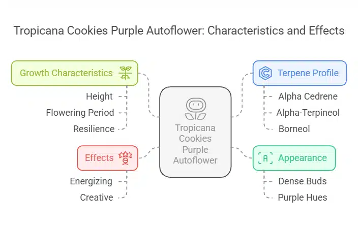 Infographic detailing Tropicana Cookies Purple Autoflower strain, including growth characteristics, terpene profile, and effects