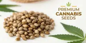 Pile of premium cannabis seeds on a white surface with cannabis leaves. High-quality seeds for cultivation