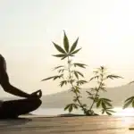 Person meditating outdoors with cannabis plants in the background, representing cannabis for mental health.