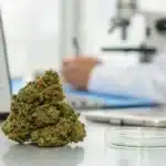 Close-up of a premium cannabis bud with lab data showcasing best cannabis strain for cancer treatment.