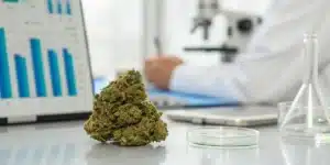 Close-up of a premium cannabis bud with lab data showcasing best cannabis strain for cancer treatment.