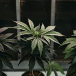 Three cannabis plants with distinct leaf colors ranging from dark purple to bright green, grown under controlled lighting.