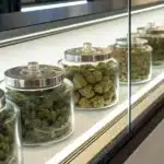 Display of premium cannabis strain for rheumatoid arthritis in a modern dispensary.