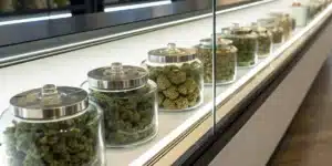 Display of premium cannabis strain for rheumatoid arthritis in a modern dispensary.