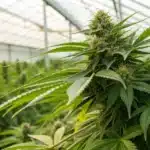 Close-up of a cannabis plant with vibrant trichomes symbolizing a strain for rheumatoid arthritis.