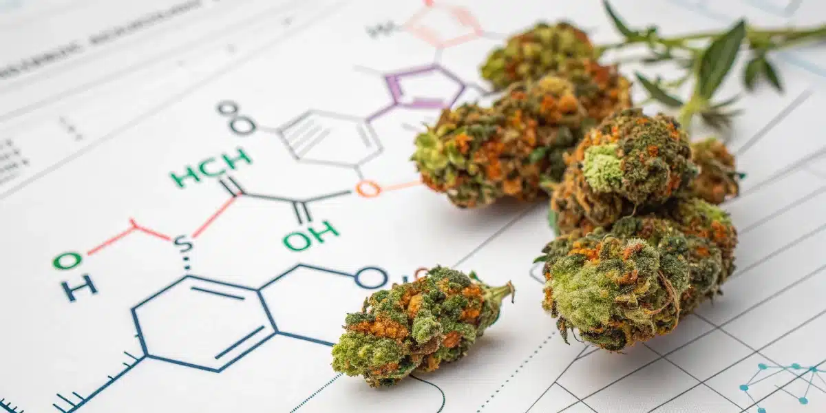 Cannabis buds resting on a chemical structure diagram, symbolizing the scientific analysis of terpenes