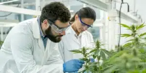 Scientists analyzing cannabis compounds for COVID research in a state-of-the-art lab.
