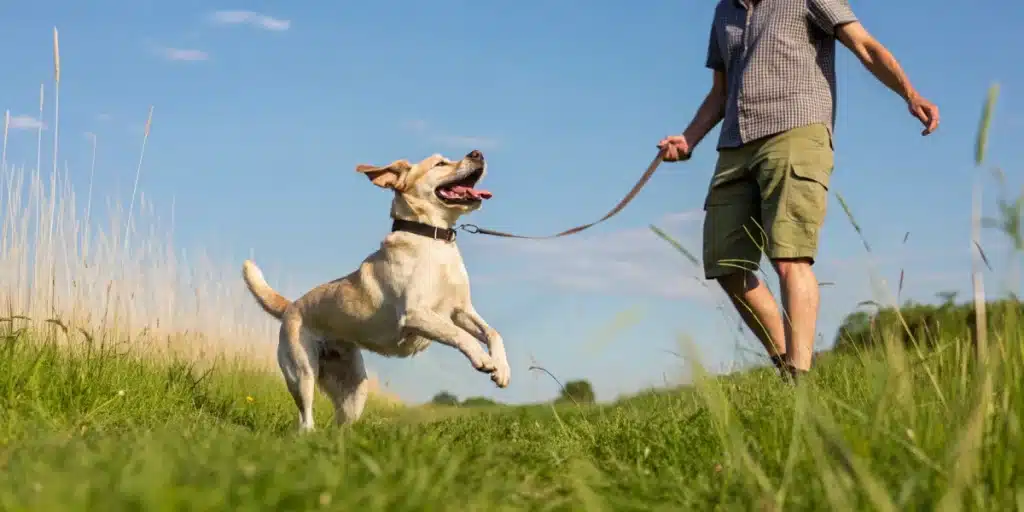 Happy dog playing outdoors, representing safe anxiety management without cannabis treatment for dog cancer.